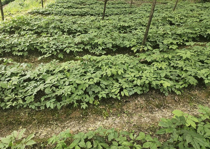 竹节参种植基地