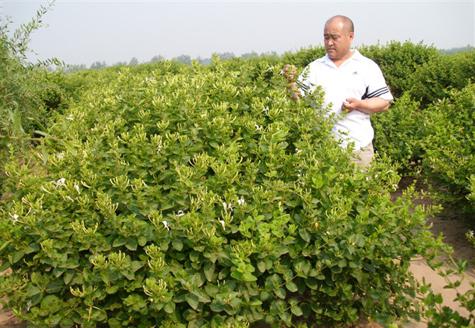 金银花种植基地