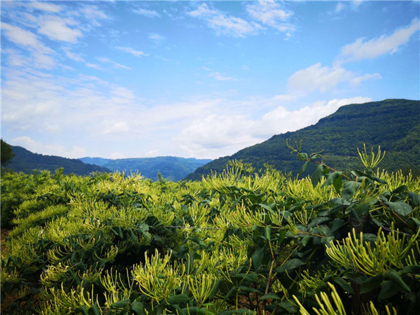 金银花种植基地