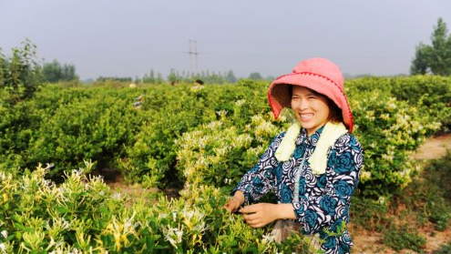 金银花种植基地