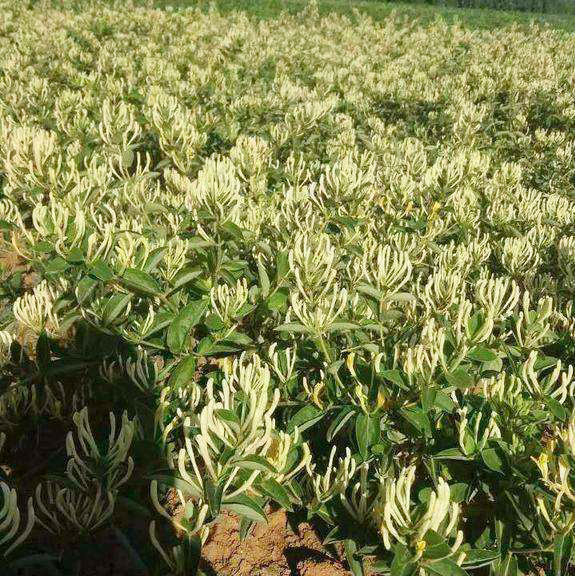 金银花种植基地