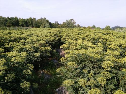 吴茱萸种植基地