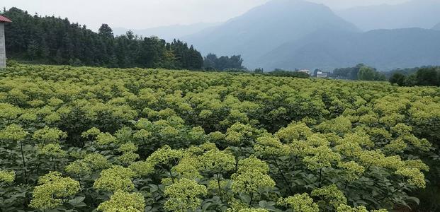 吴茱萸种植基地