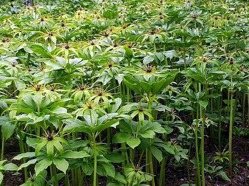 重楼种植基地