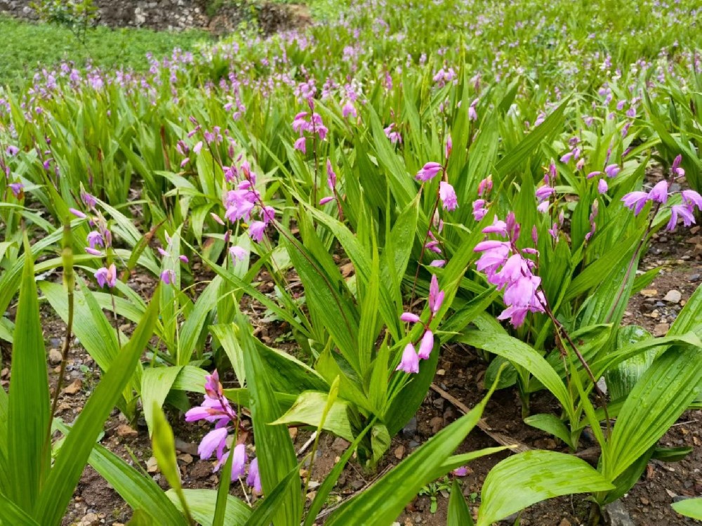 湖北英山现代农业集约化育苗科技园白芨品种介绍