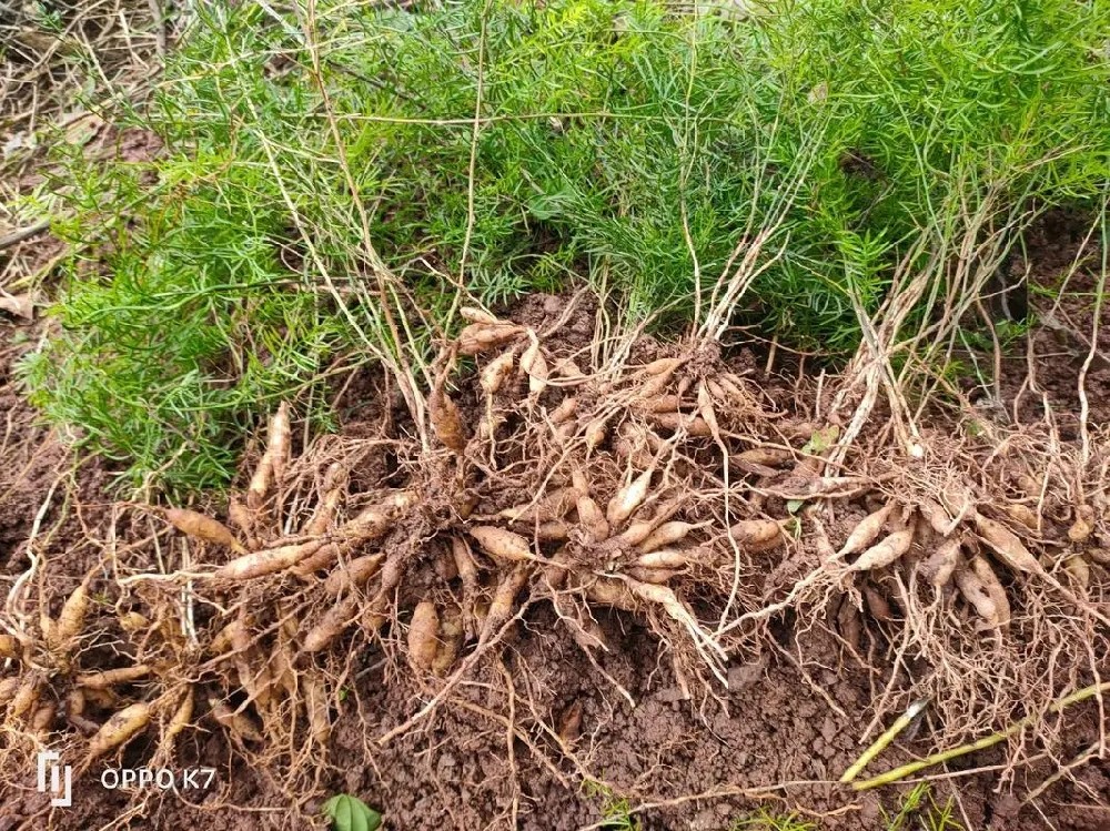 湖北英山现代农业集约化育苗科技园天冬品种介绍