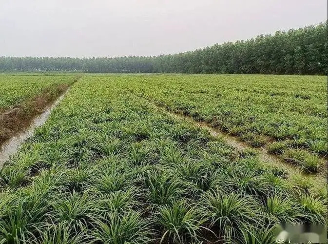 湖北英山现代农业集约化育苗科技园石菖蒲品种介绍